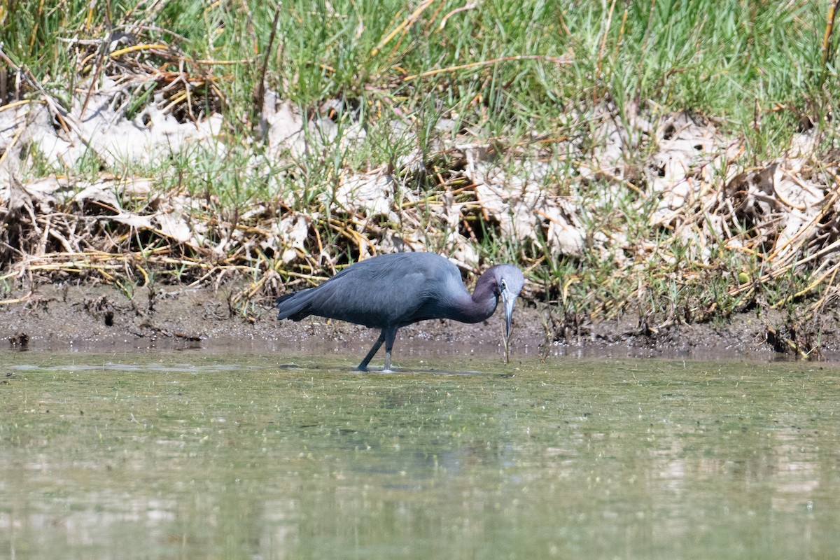 Garceta Azul - ML617590783