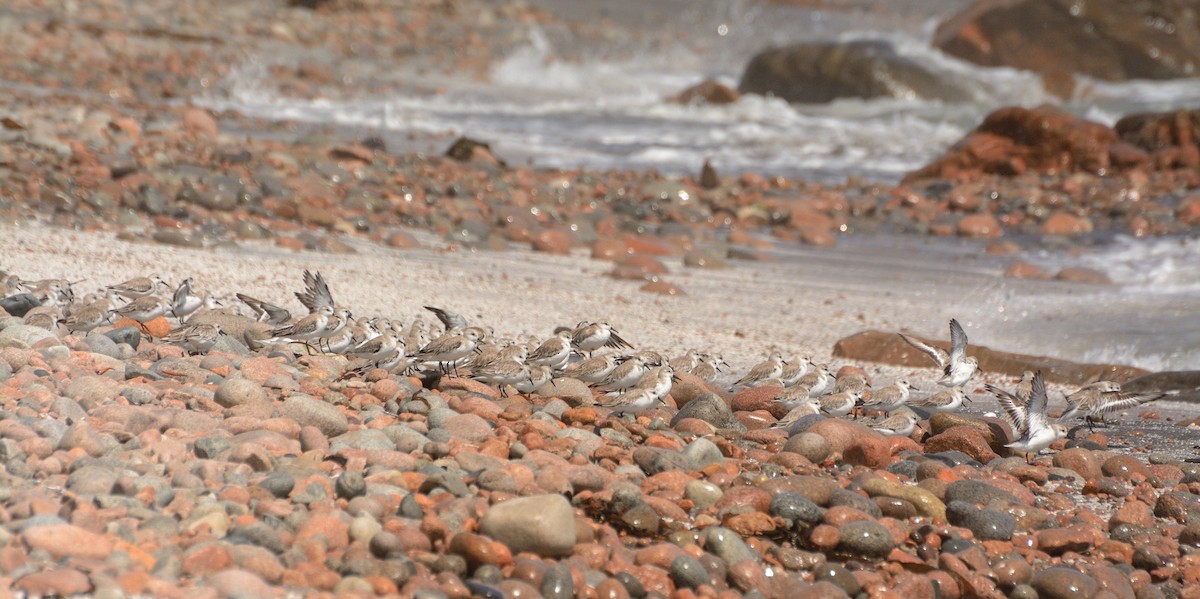 Sanderling - ML617590789