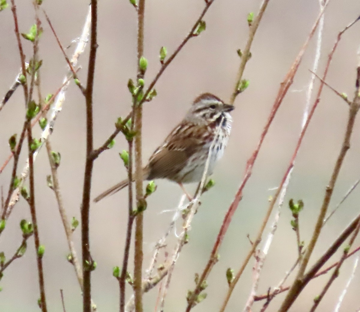 Song Sparrow - ML617590813