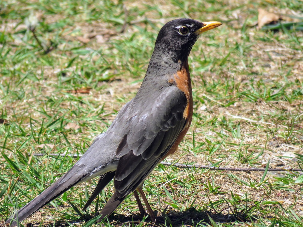 American Robin - Lisa Mills