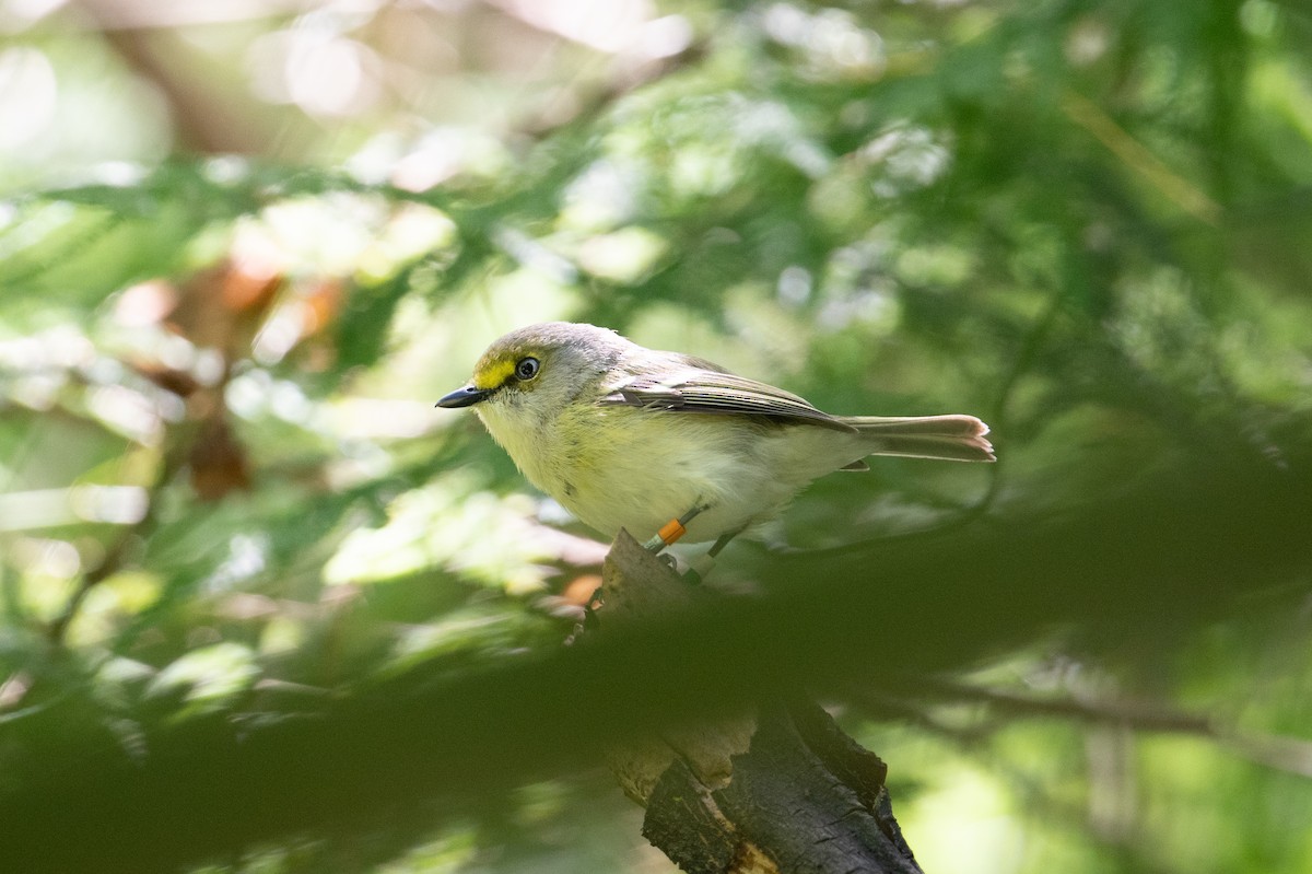 White-eyed Vireo - ML617590837