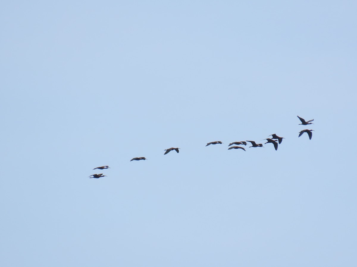 Glossy Ibis - ML617590872