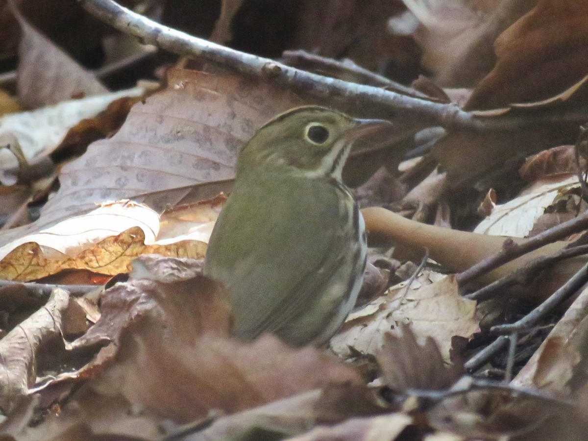 Ovenbird - Lisa Mills