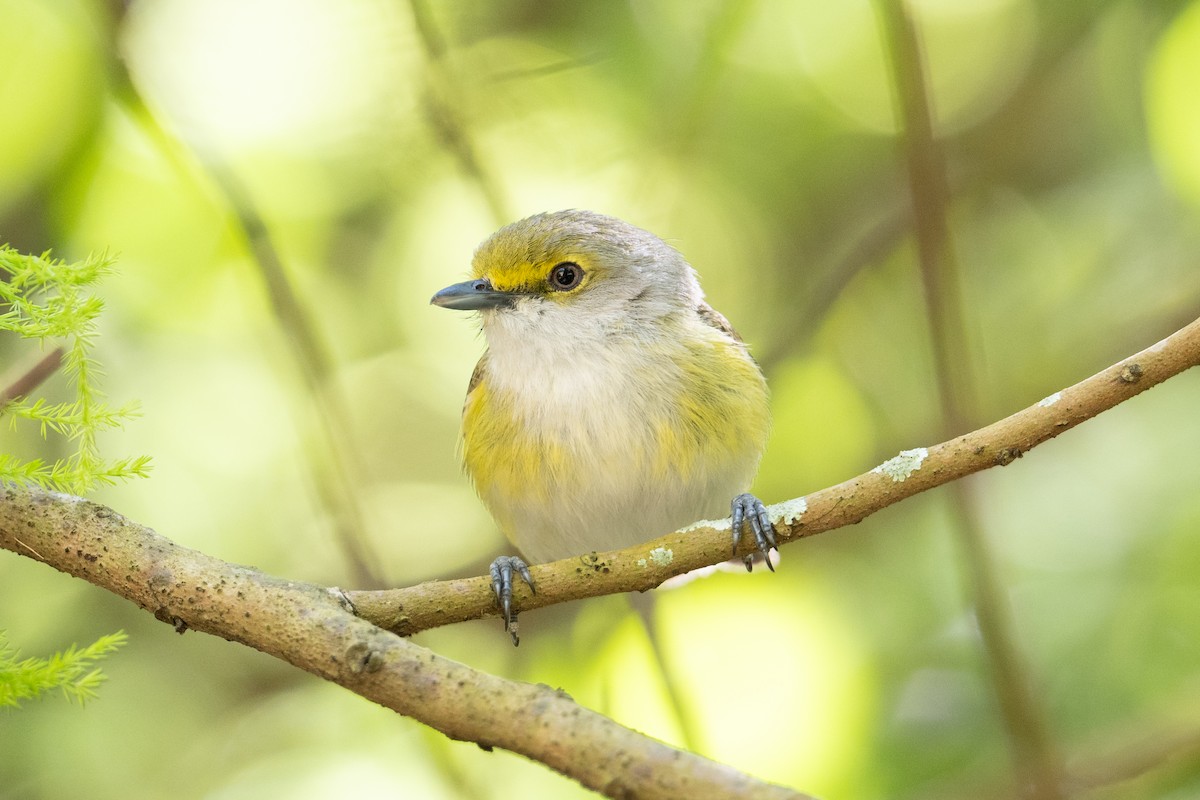 White-eyed Vireo - ML617590902