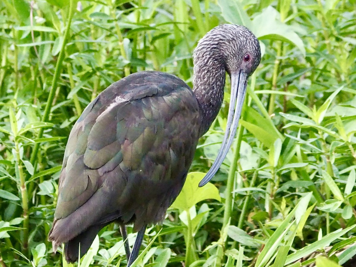 White-faced Ibis - Kerry Padilla