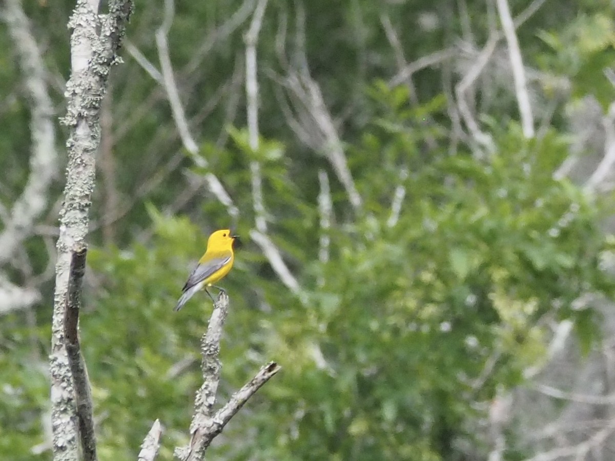 Prothonotary Warbler - ML617590939