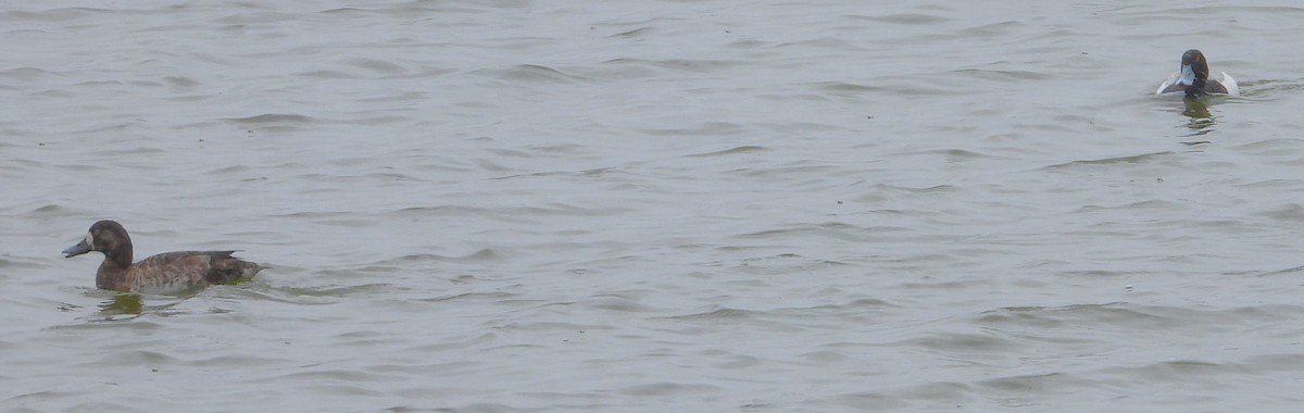 Greater Scaup - ML617590941