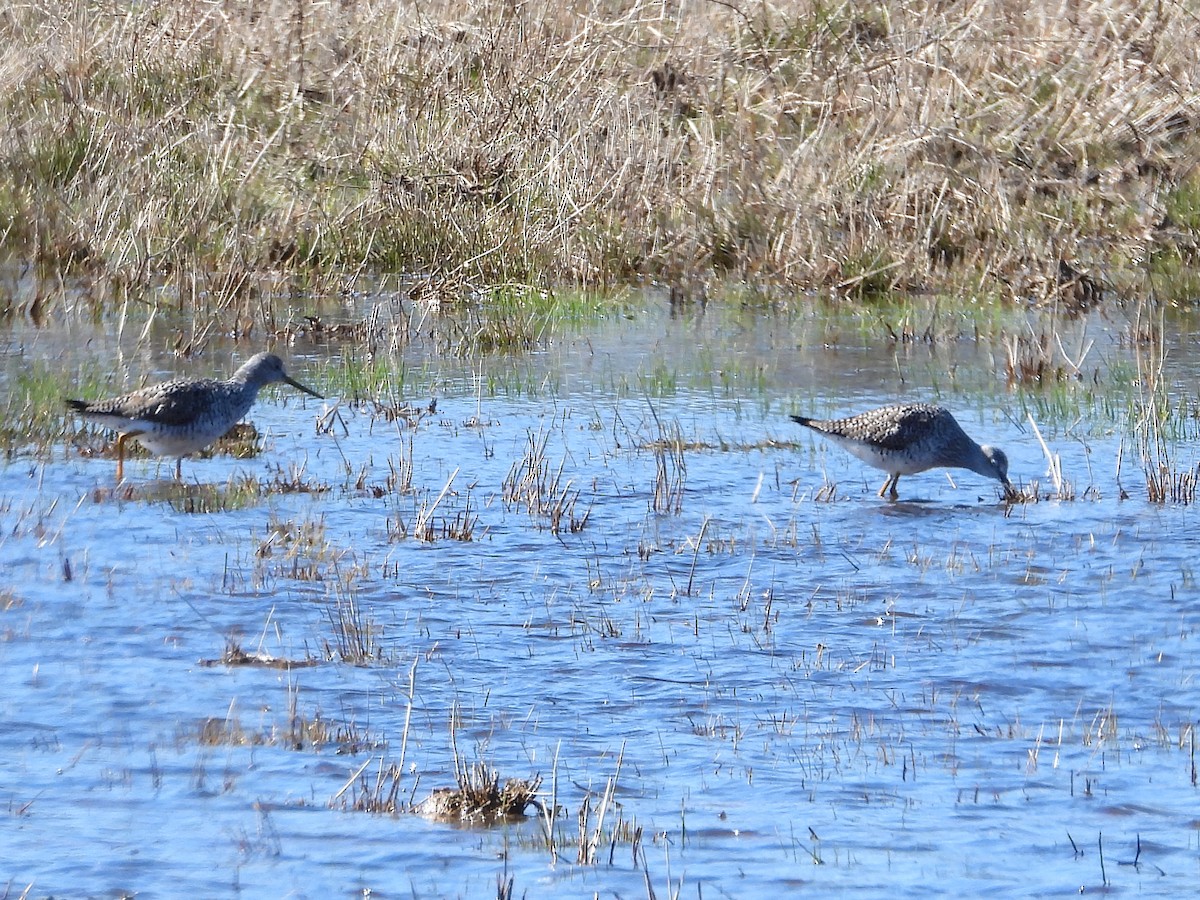 Greater Yellowlegs - Samuel Belley