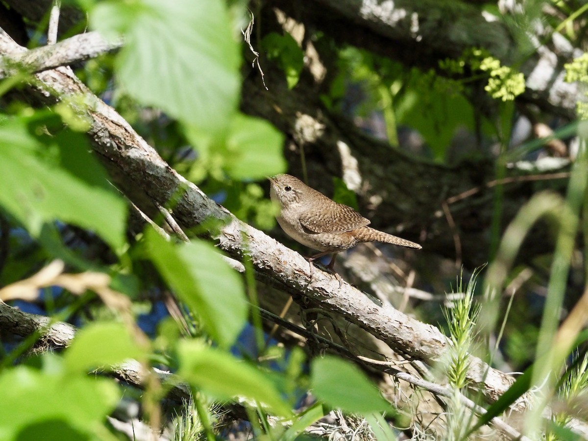 House Wren - ML617590985