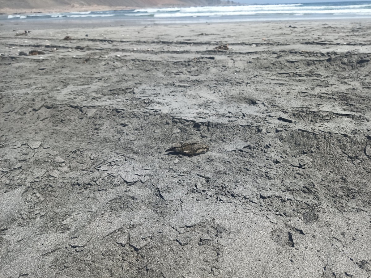 American Oystercatcher - Felipe de Groote Páez