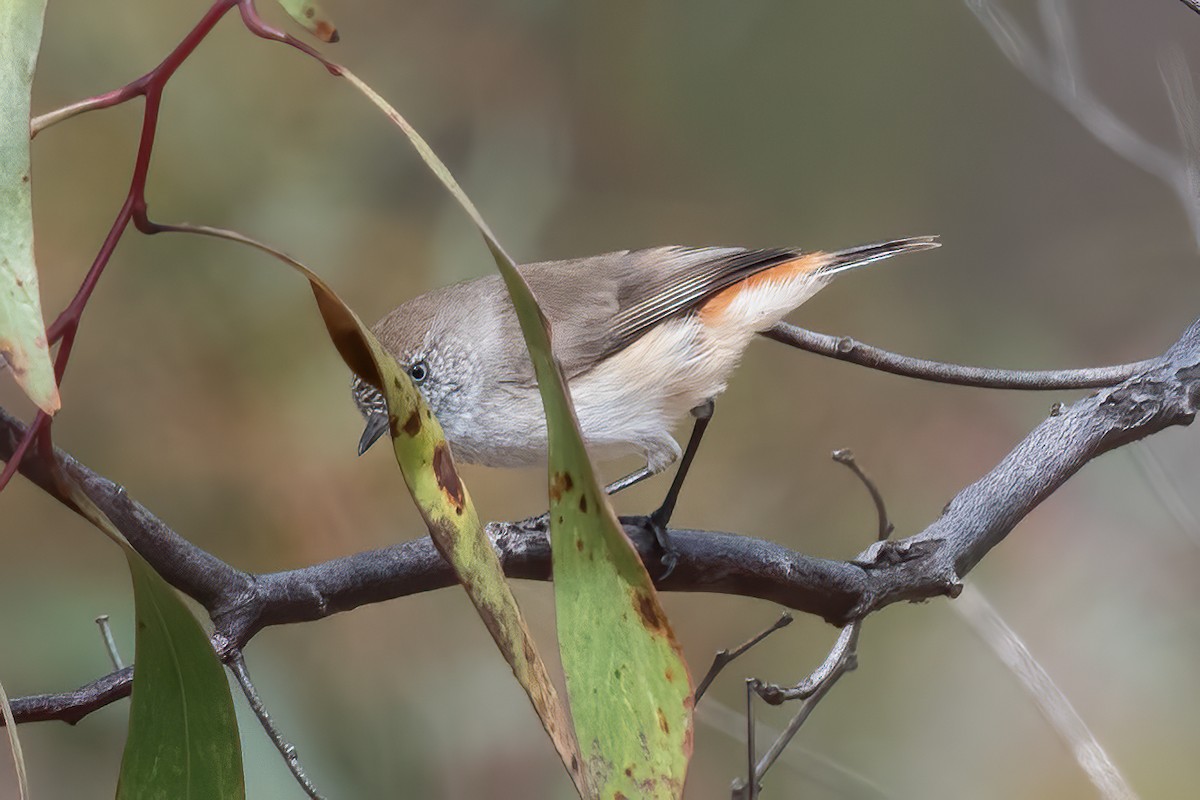 Chestnut-rumped Thornbill - Anthony Sokol