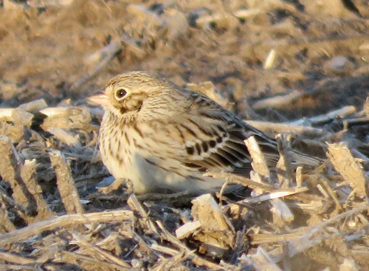 Vesper Sparrow - ML617591098