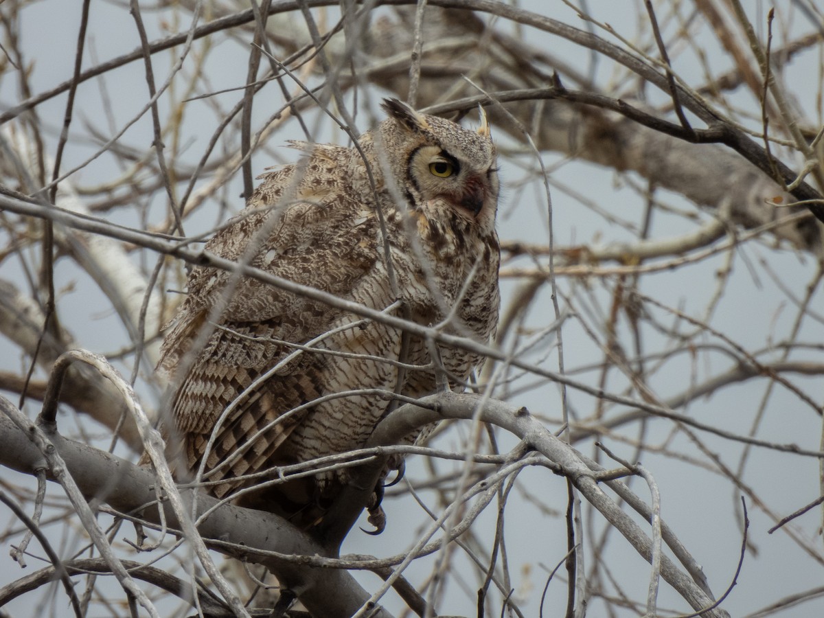 Great Horned Owl - ML617591169