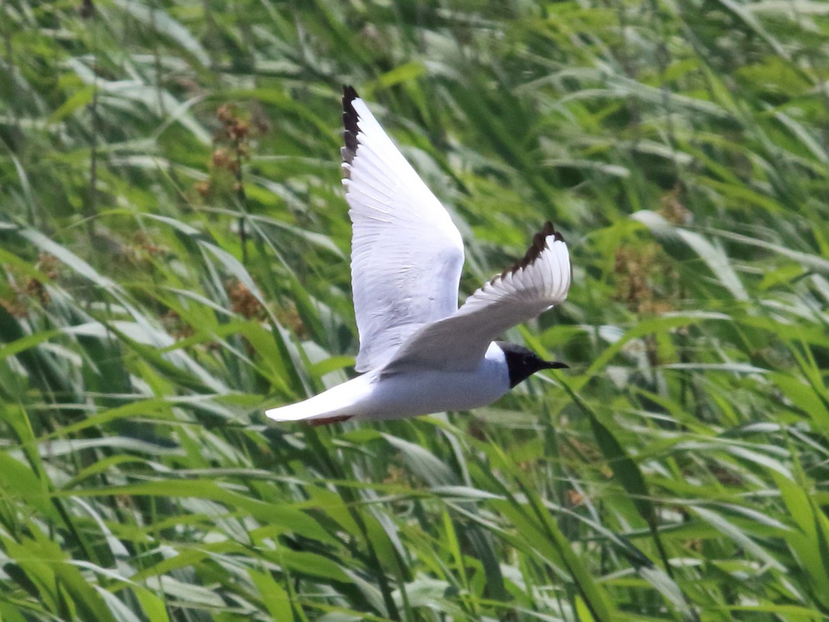 Bonaparte's Gull - ML617591212