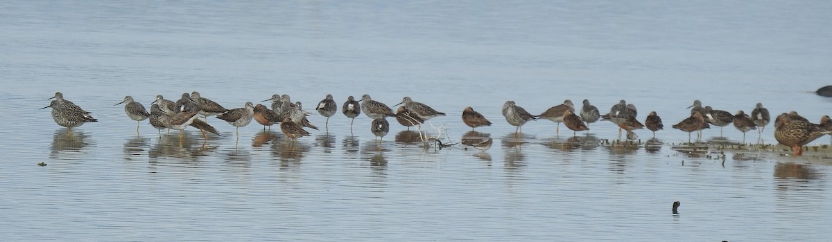 Greater Yellowlegs - ML617591214