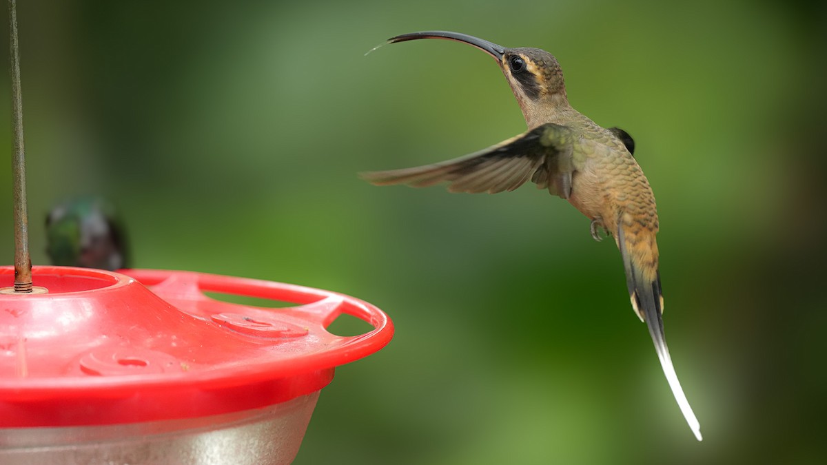 kolibřík tmavolící - ML617591229