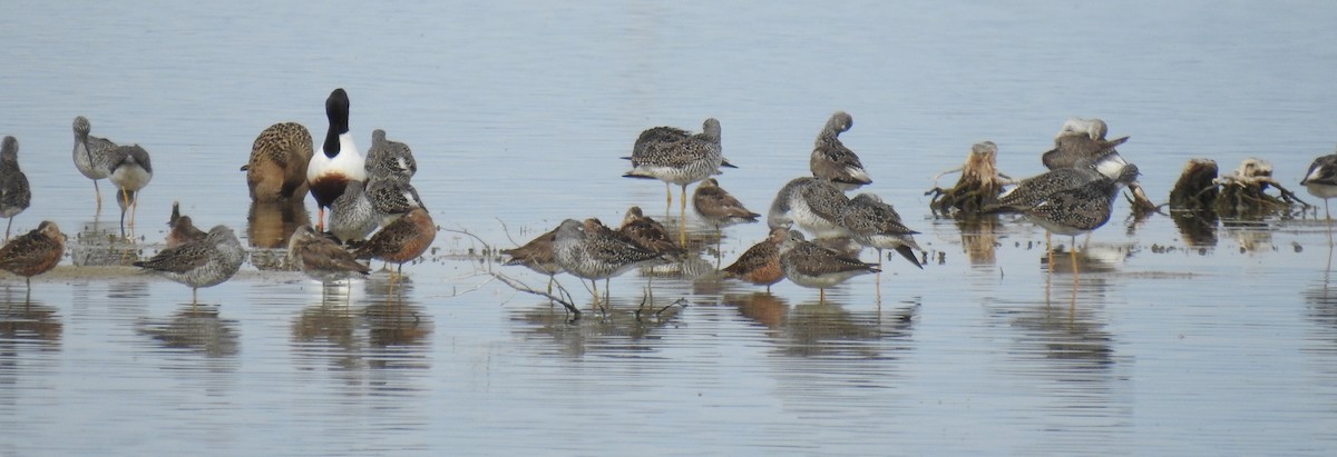 Greater Yellowlegs - ML617591235