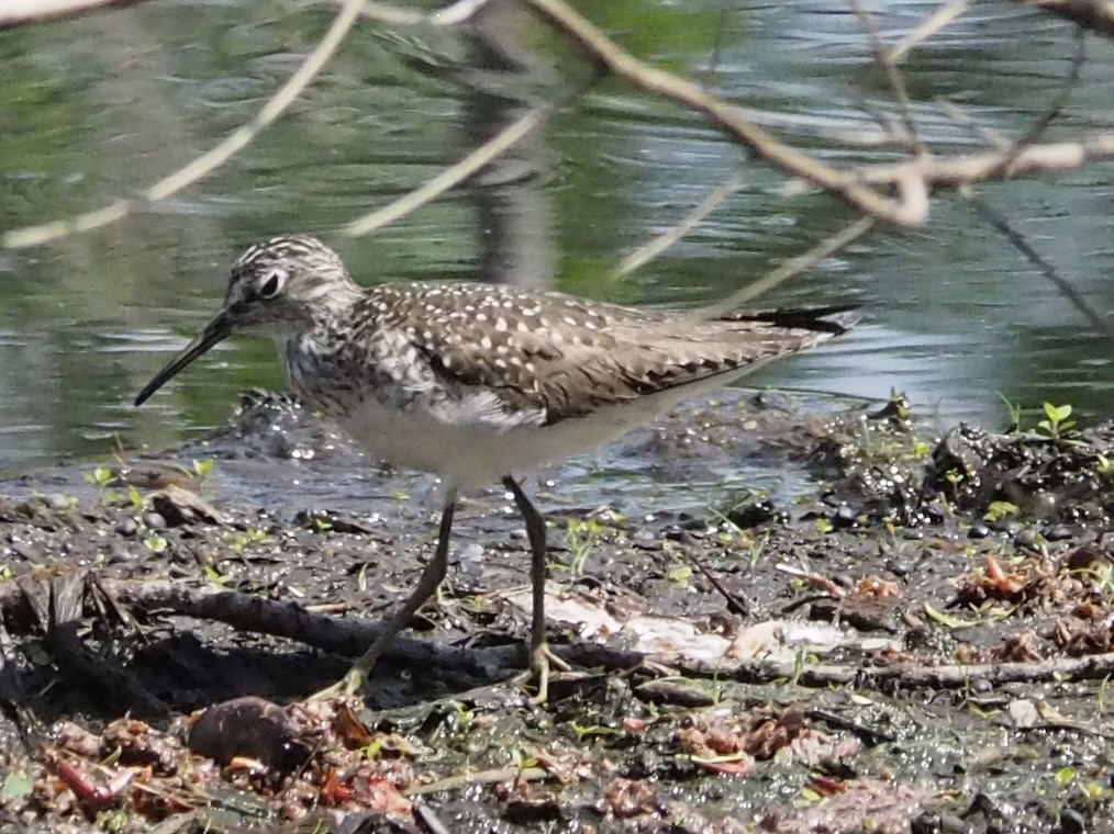 Solitary Sandpiper - ML617591248