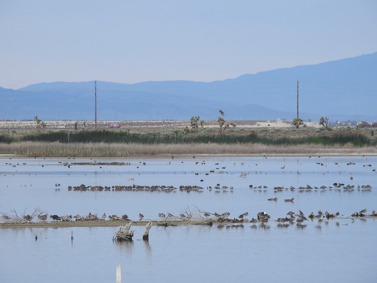 Greater Yellowlegs - ML617591249