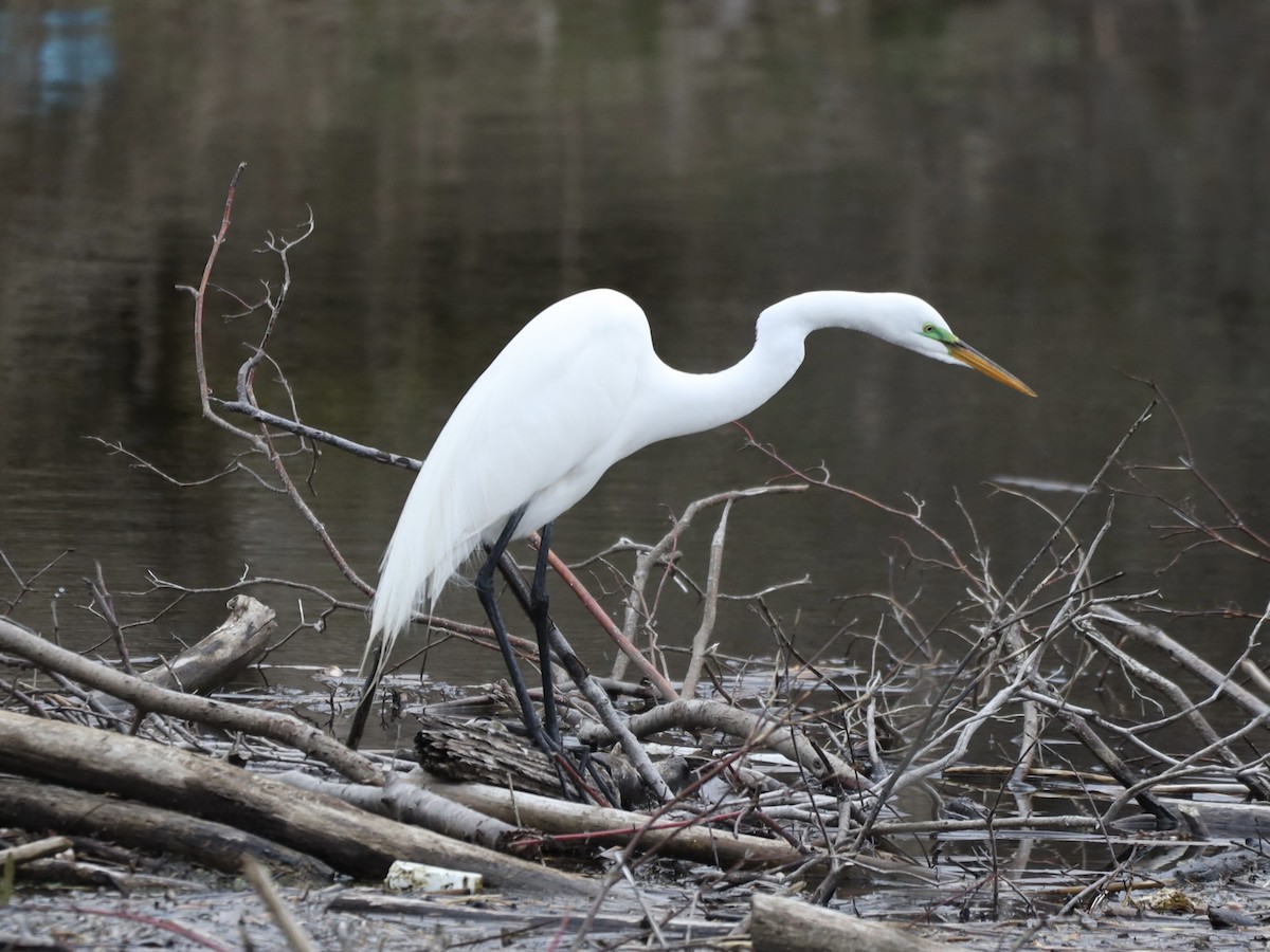 Great Egret - ML617591254