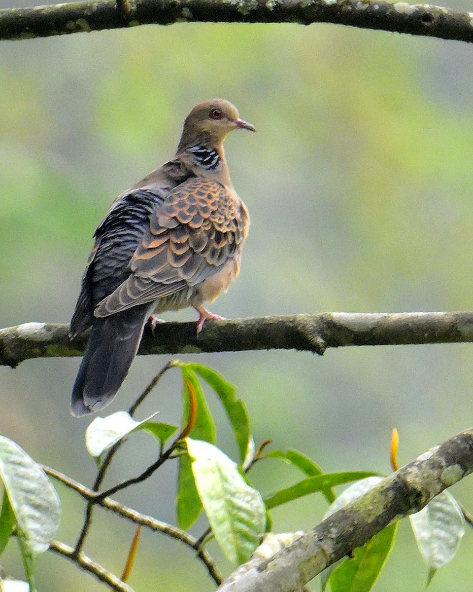 Oriental Turtle-Dove - Rajesh Gopalan