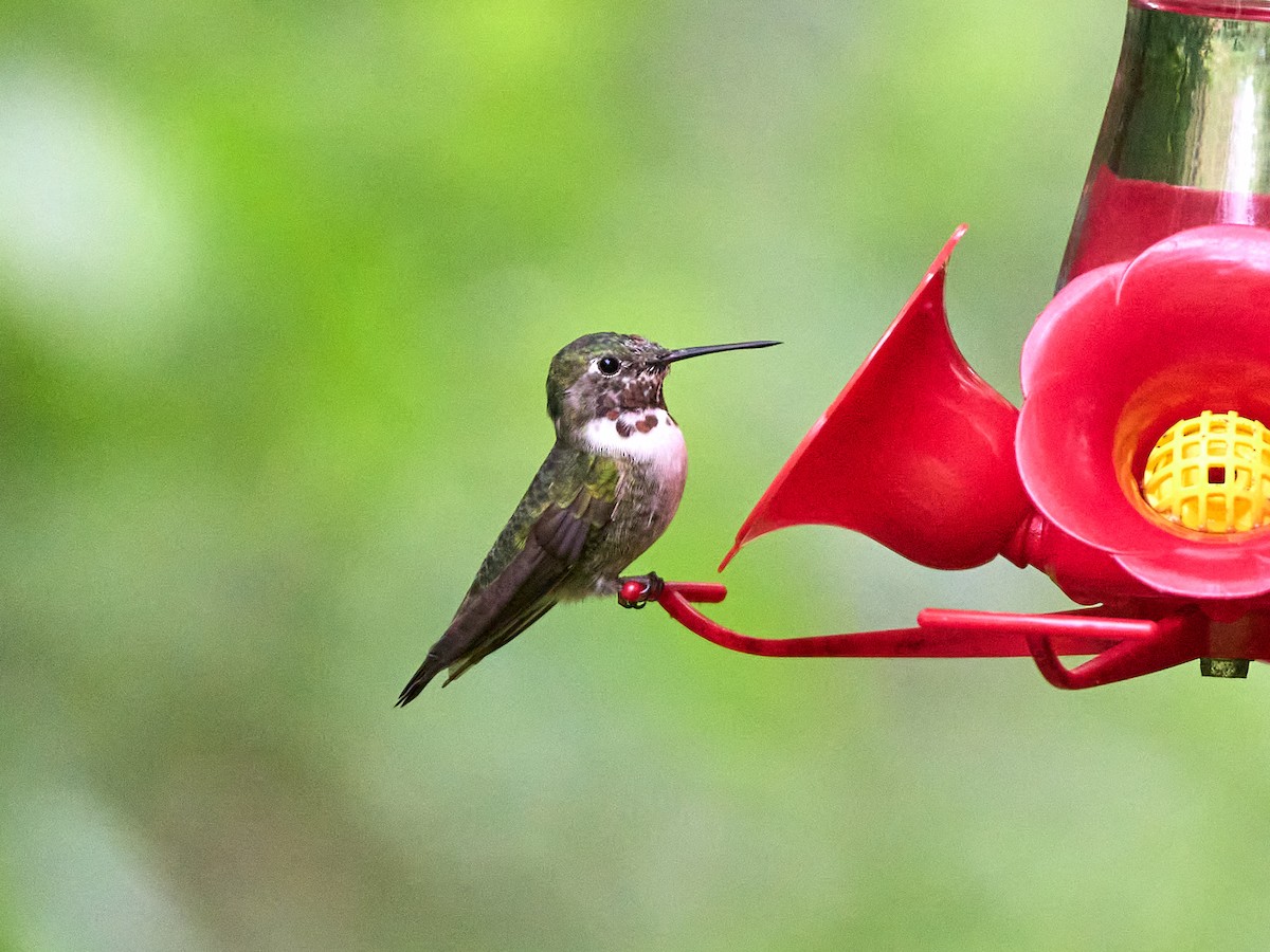 Broad-tailed Hummingbird - ML617591313