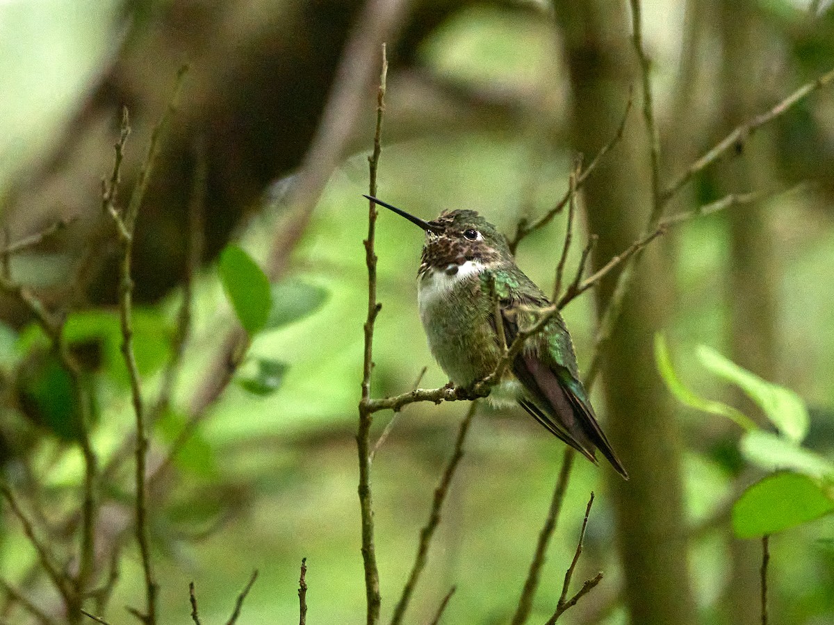 Broad-tailed Hummingbird - ML617591316