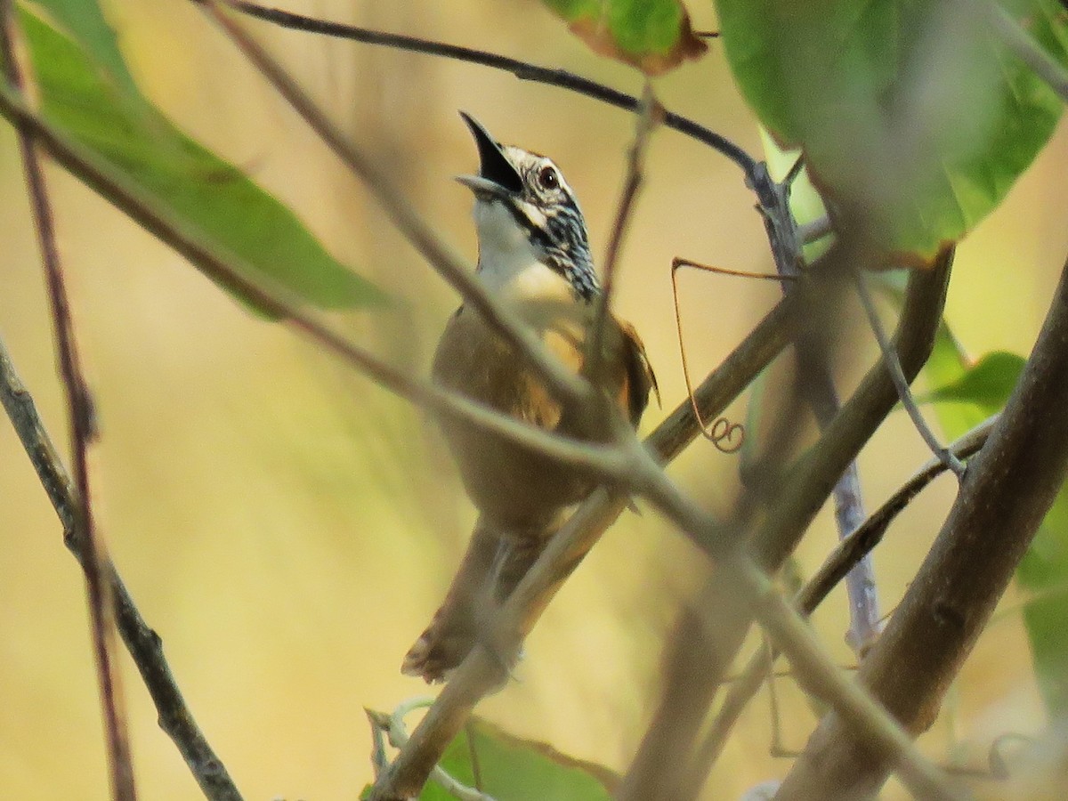 Happy Wren - ML617591332