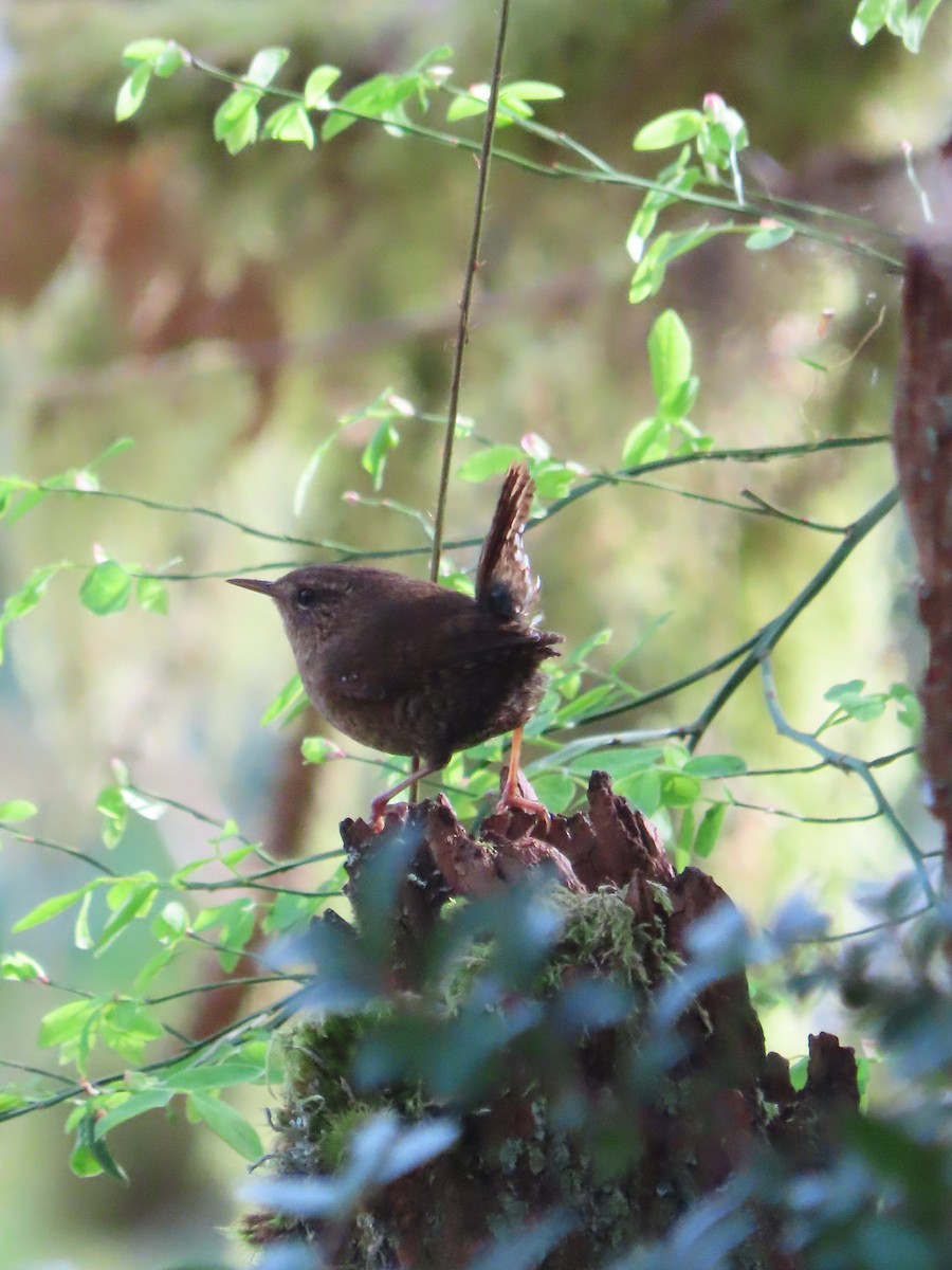Pacific Wren - ML617591365