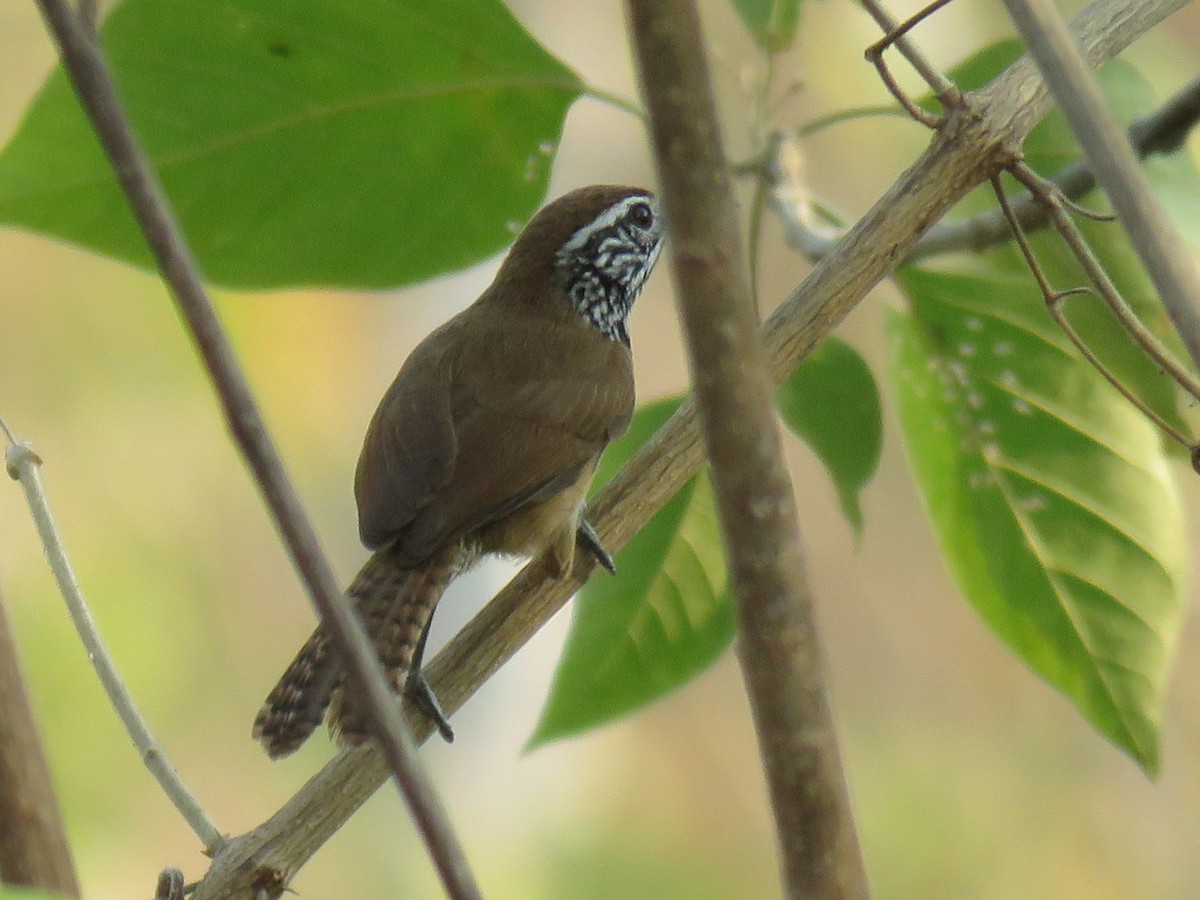 Happy Wren - ML617591388