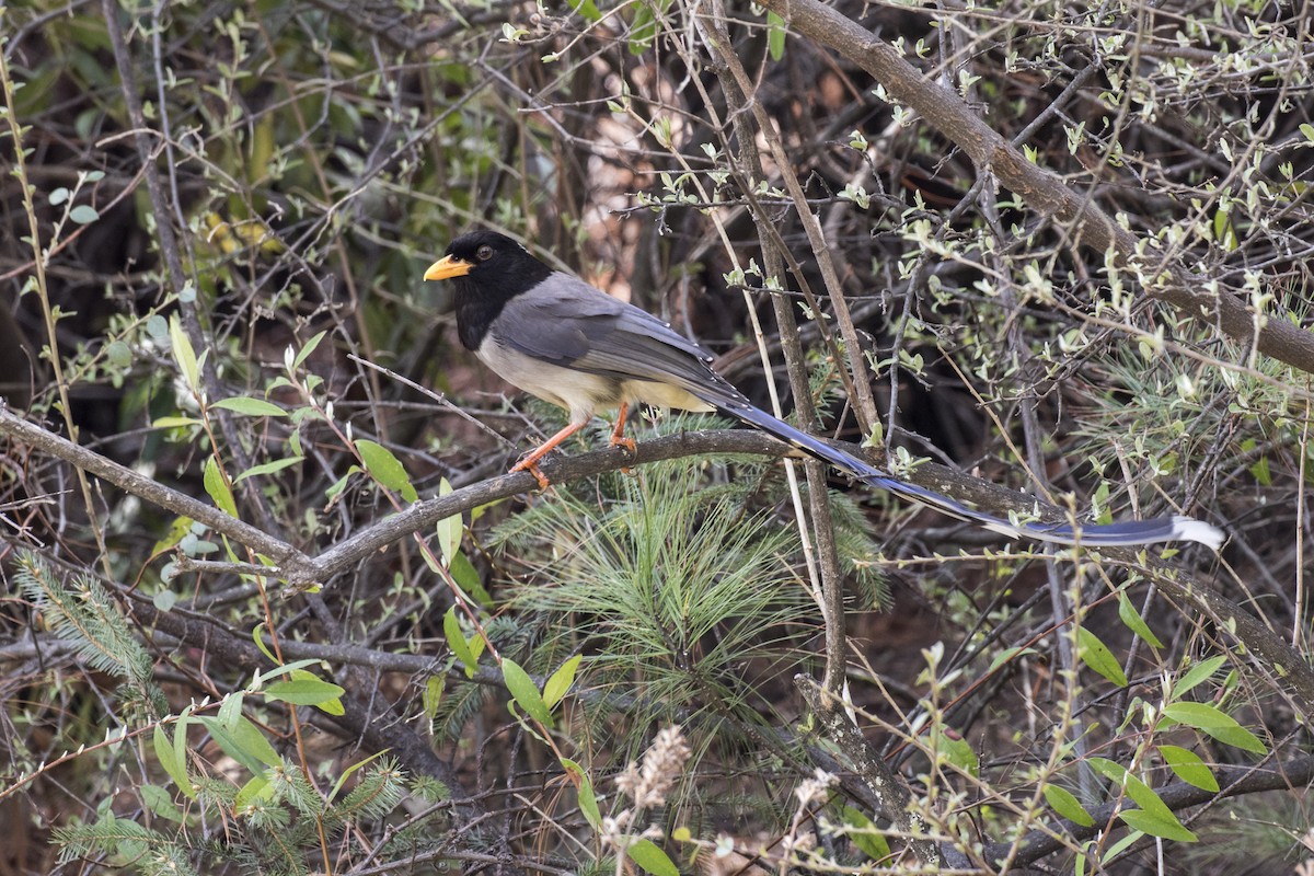 Yellow-billed Blue-Magpie - ML617591420