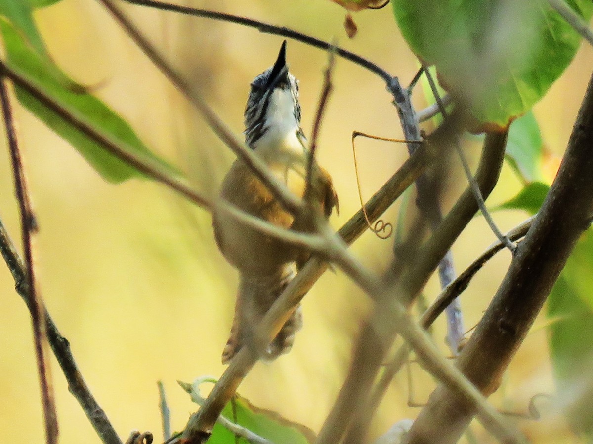 Happy Wren - ML617591441