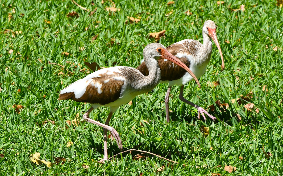 White Ibis - John Dreves