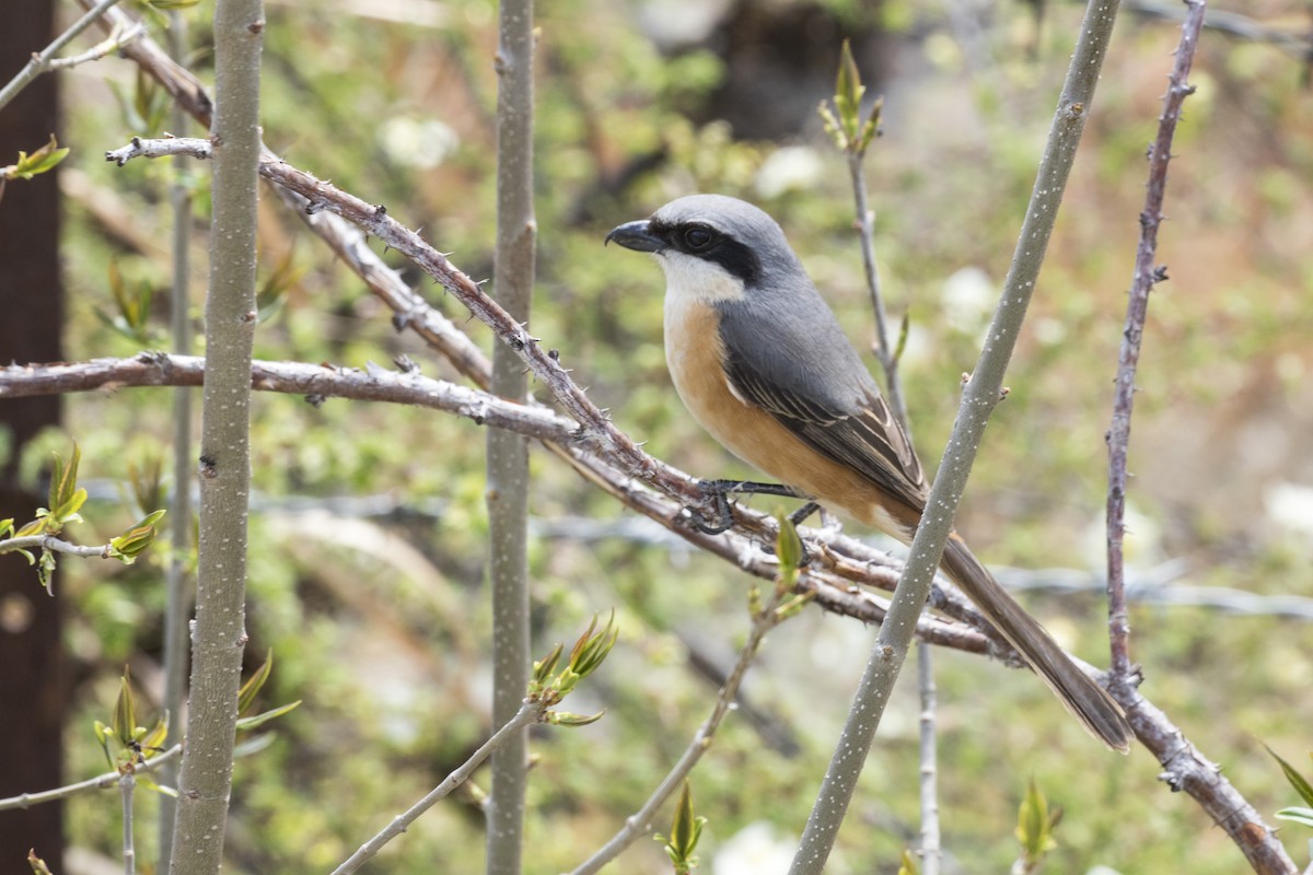 eBird Checklist - 7 Apr 2024 - Paro, Paro, BT (27.352, 89.466) - 1 species