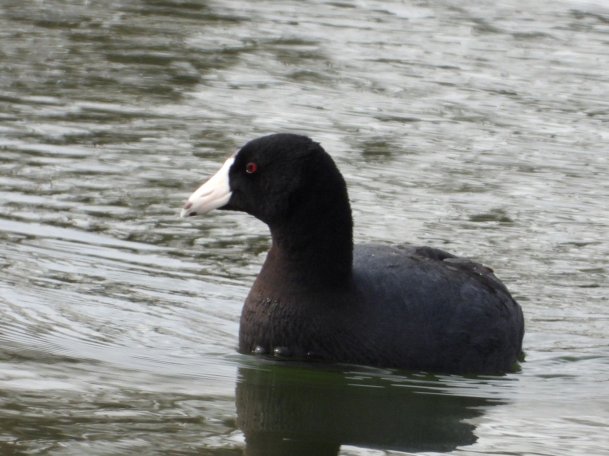 American Coot - ML617591502