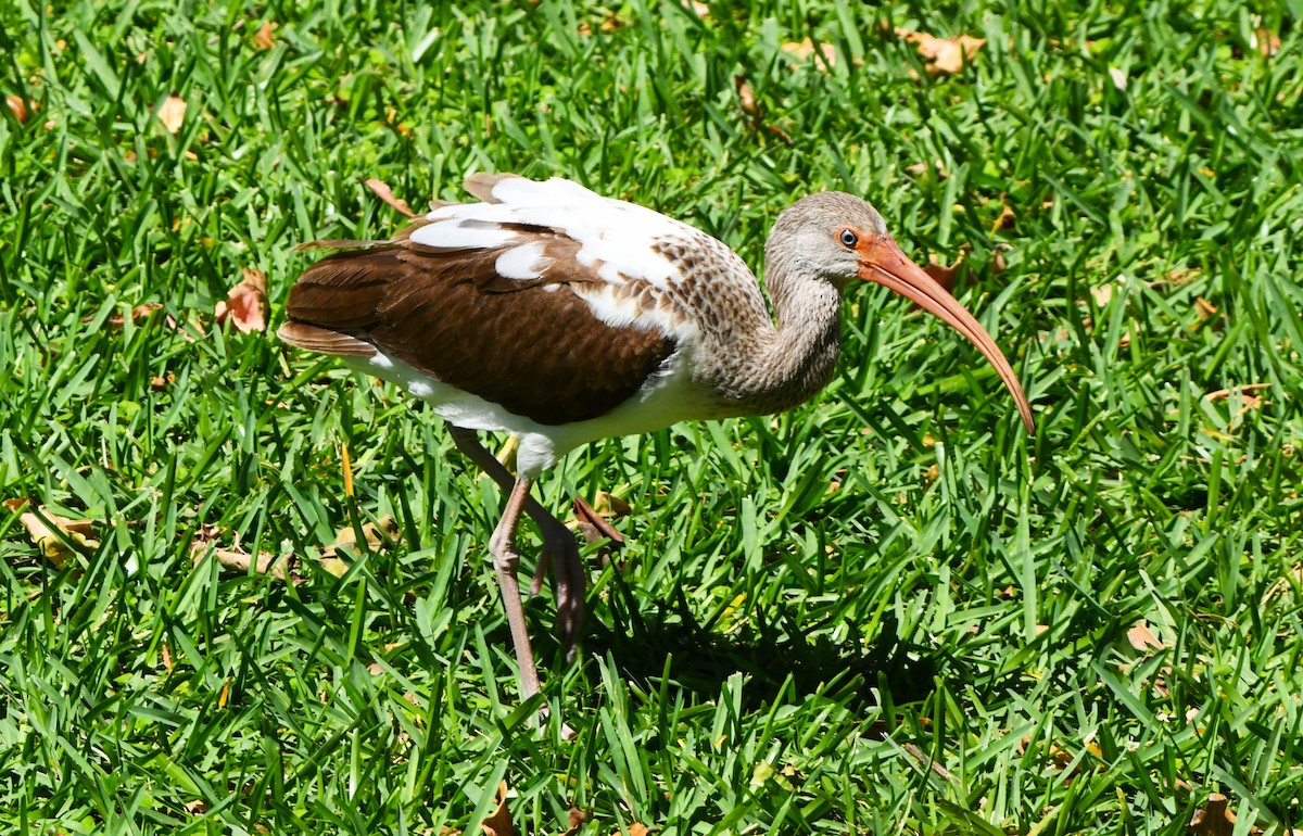 White Ibis - ML617591504