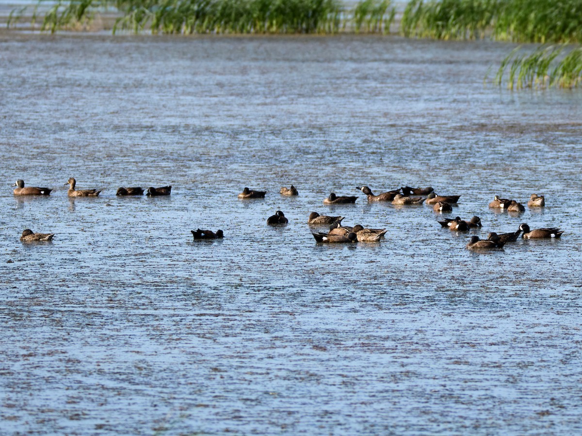 Blue-winged Teal - ML617591517