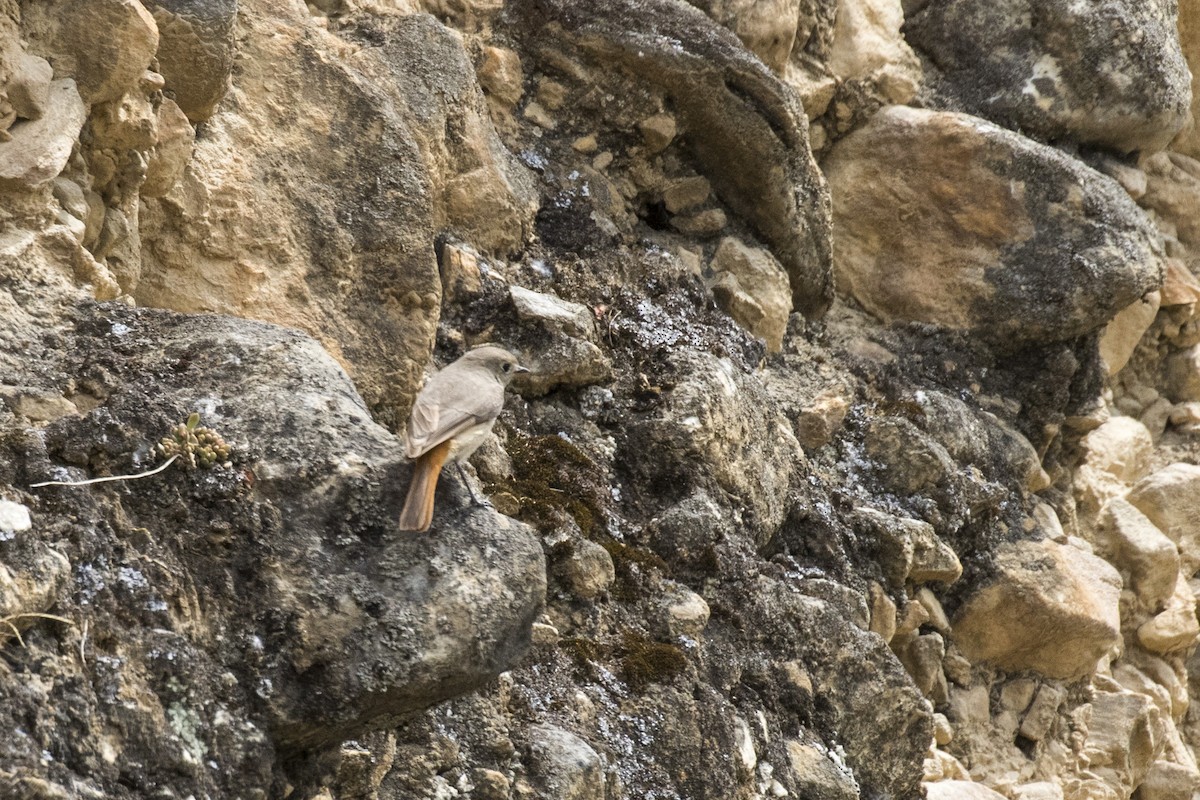 Hodgson's Redstart - Ramesh Shenai