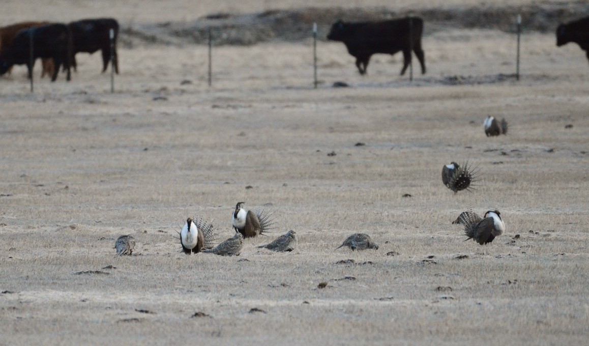 Gunnison Sage-Grouse - Leah Waldner