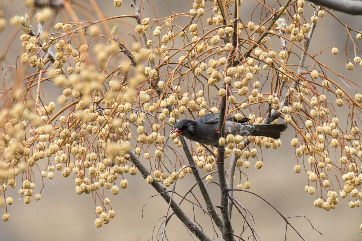 紅嘴黑鵯 - ML617591592