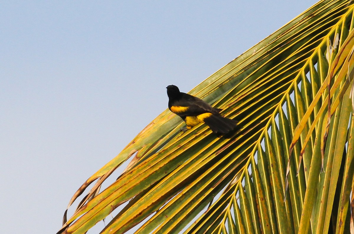 Hispaniolan Oriole - Scott Watson