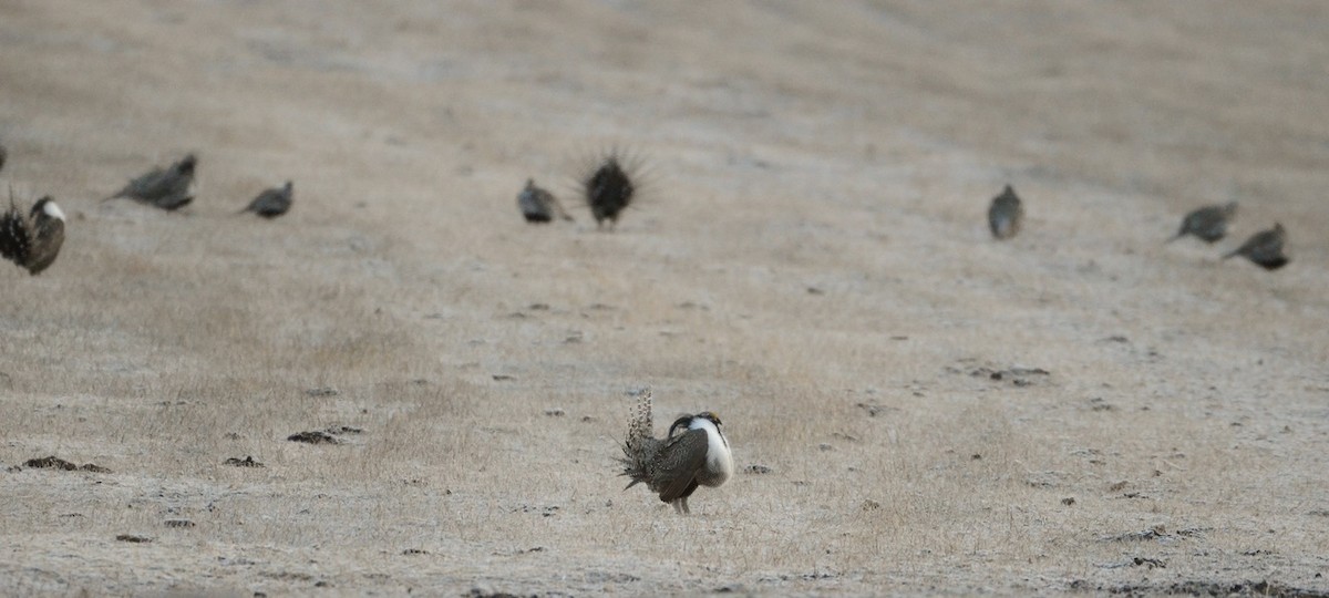 Gunnison Sage-Grouse - Leah Waldner