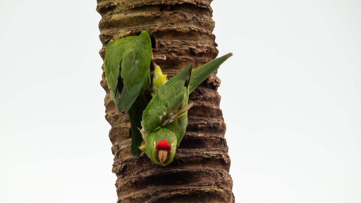 Crimson-fronted Parakeet - ML617591672