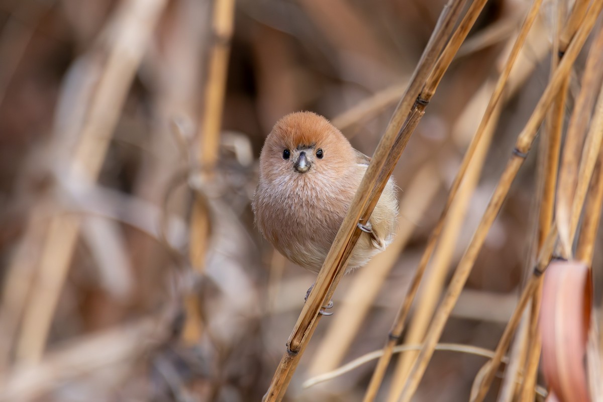 Vinous-throated Parrotbill - ML617591677
