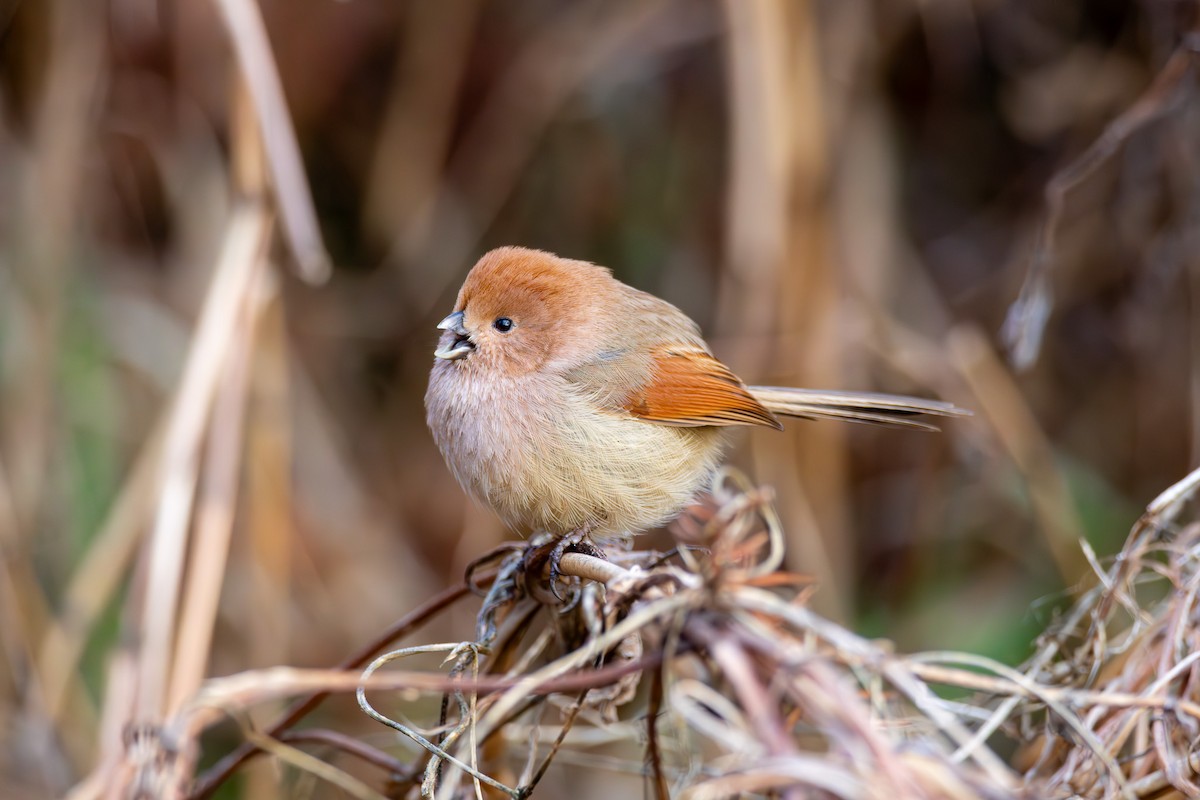Vinous-throated Parrotbill - ML617591681