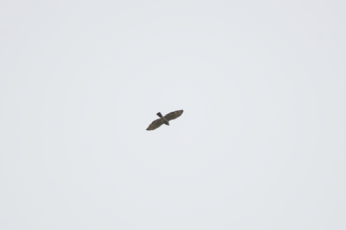 Broad-winged Hawk - ML617591696