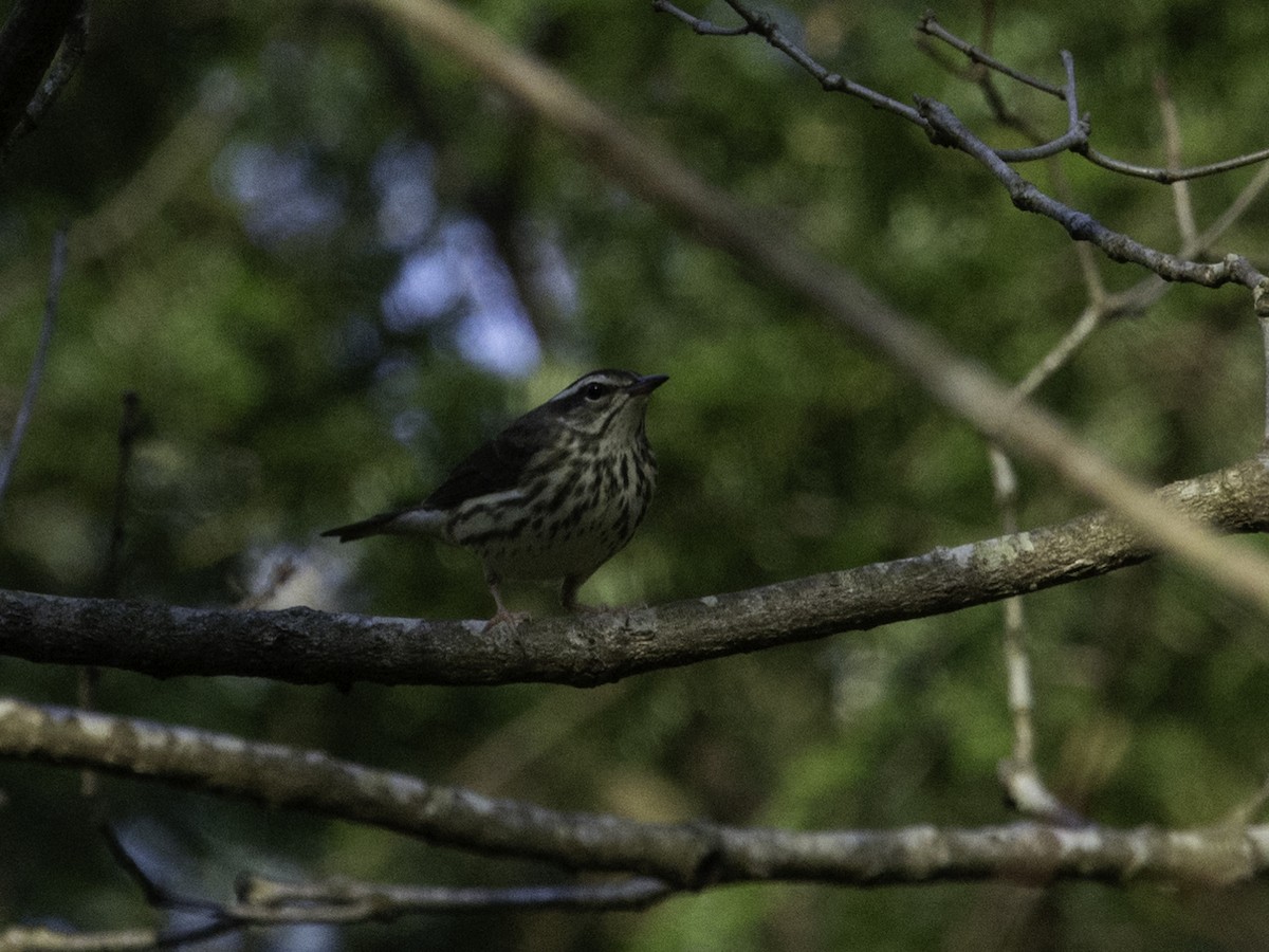 Louisiana Waterthrush - ML617591735