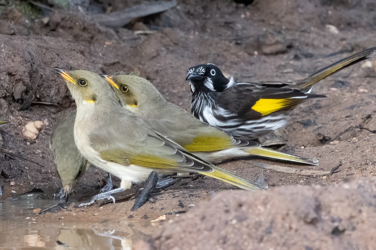 Fuscous Honeyeater - Anthony Sokol