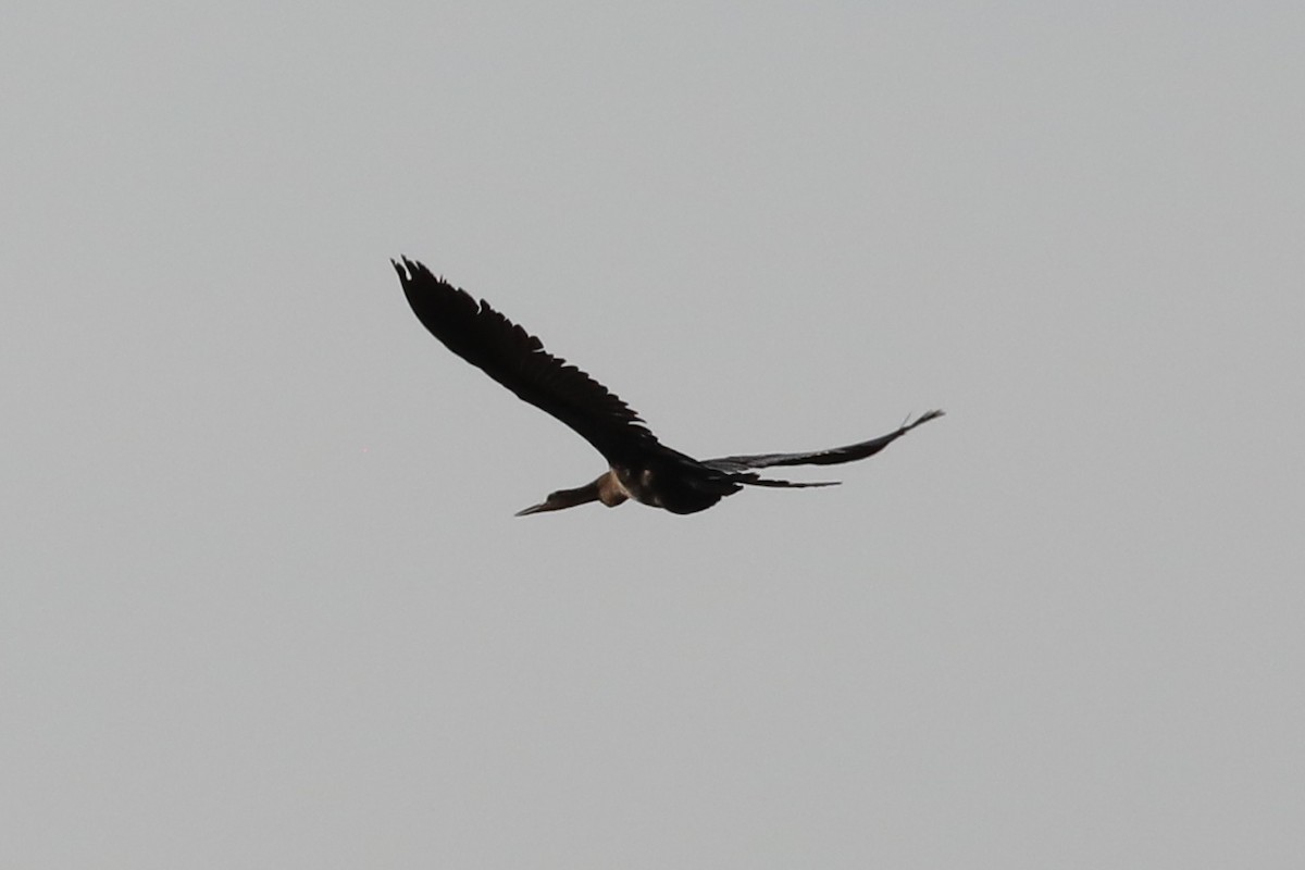 Anhinga - ML617591800