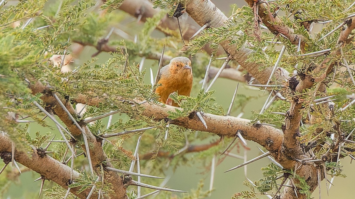 Red-faced Crombec - ML617591810